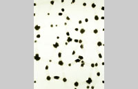 Félix Stundika, sans titre, gouache sur papier marouflé sur toile, 120x95cm, 2014