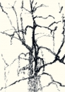 Félix Studinka - Chestnut Journal p.134, fusain sur papier, 29,7 x 21 cm