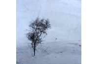 « arbre I » gouache sur papier, 29 x 29 cm, 2006